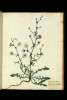  Fol. 108 

Intybus sylvestris albiflora . 1 .
Intybus sylvestris flore roseo n. 2
Intybus sylvestris alboceruleus
seu Leucocyanus n. 3.